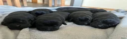Labrador Retriever honden te koop: Labrador Retriever pups - Advertentie 5