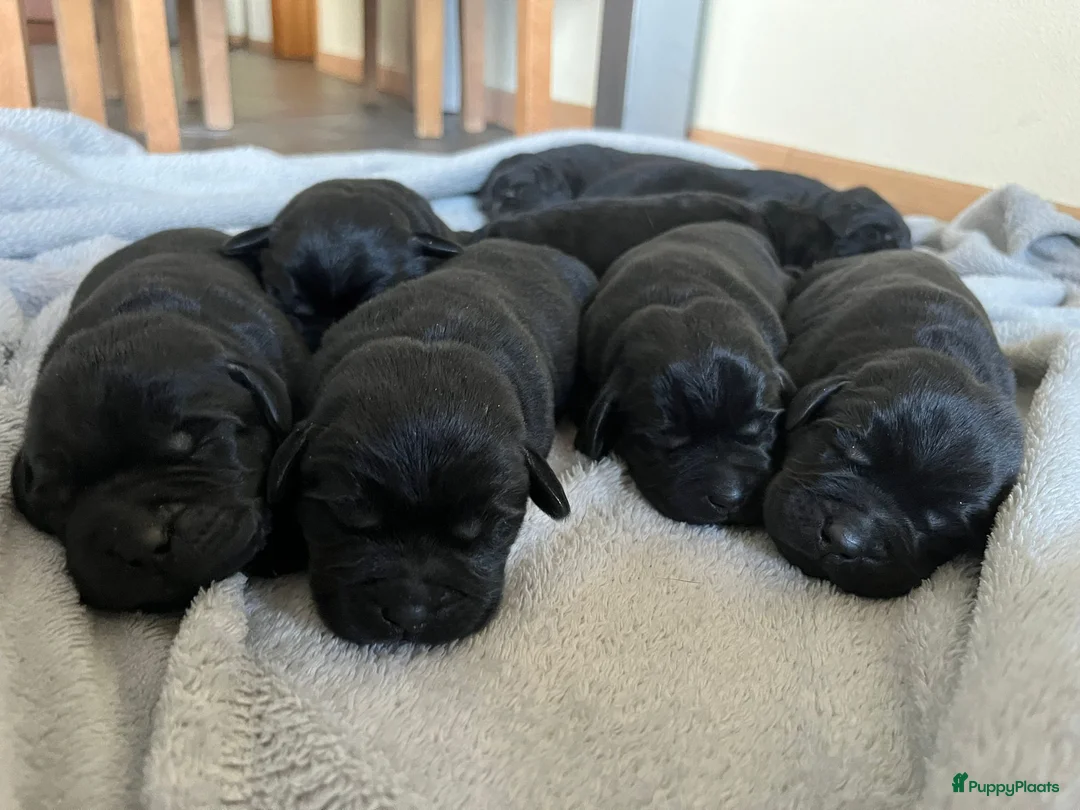 Labrador Retriever honden te koop: Labrador Retriever pups - Advertentie 5