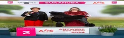 Poedel honden te koop: Grote poedel pups met fci stamboom - Advertentie 9