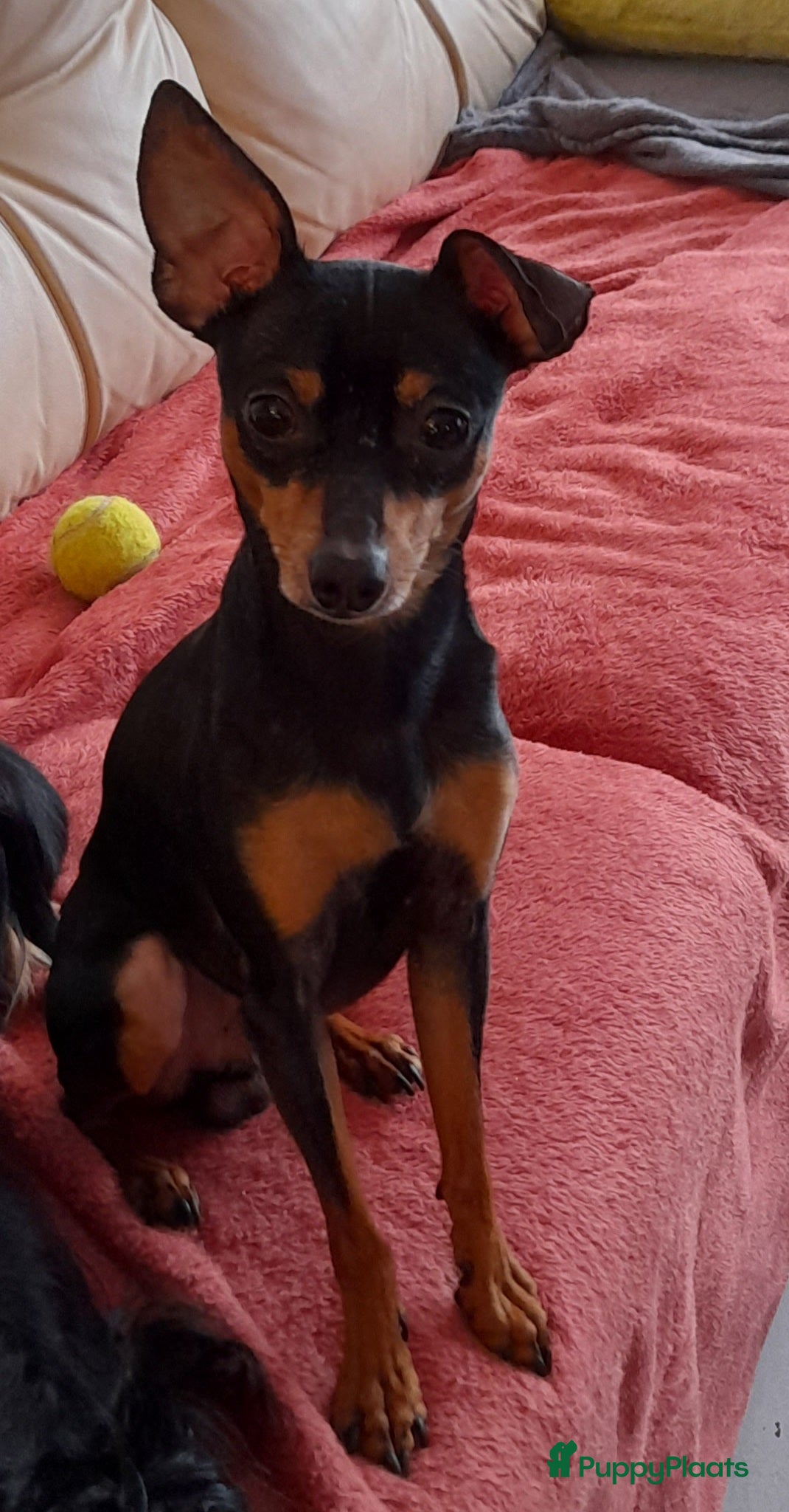 Kruising honden Dekreu Praagse Rattler (Praagse Rattenvanger) in Nieuw-Vossemeer - Advertentie 8