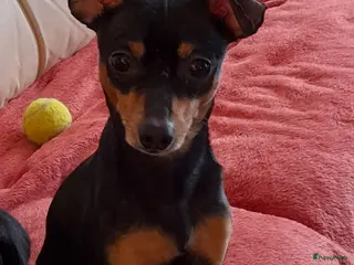 Kruising honden Dekreu Praagse Rattler (Praagse Rattenvanger) in Nieuw-Vossemeer - Advertentie 15