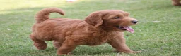 Goldendoodle honden te koop: Mooie Goldendoodle pups - Advertentie 17