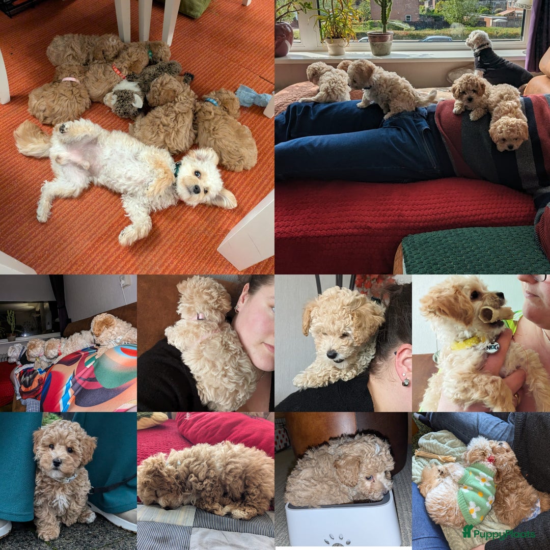 Maltipoo honden te koop: Maltipoo F1b worden rond kerst geboren 🥰 !  - Advertentie 17