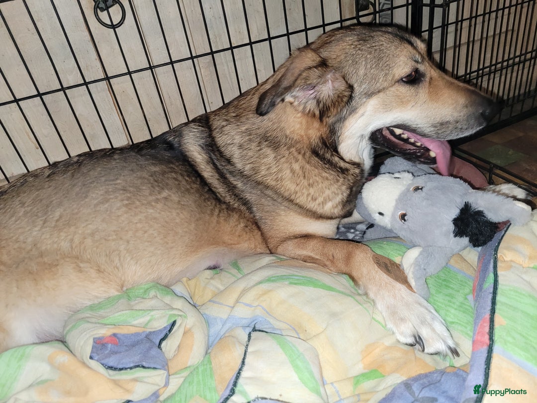 Pyreneese Berghond honden ter adoptie: Kruising portugeze berghond  - Advertentie 5