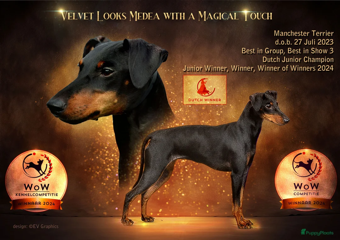 Galerij afbeelding {{count}}