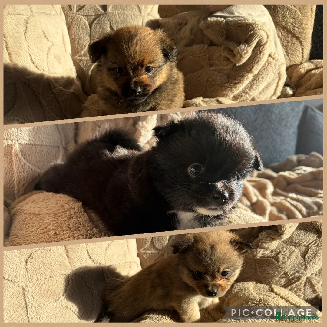 Pomchi honden te koop: Pomchi/pomeriaan - Advertentie 10