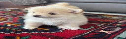 Pomeriaan honden te koop: Pomeriaan puppy’s 🐶 - Advertentie 13