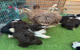 Spaanse Waterhond honden te koop: Spaanse Waterhond pups - Afbeelding 2