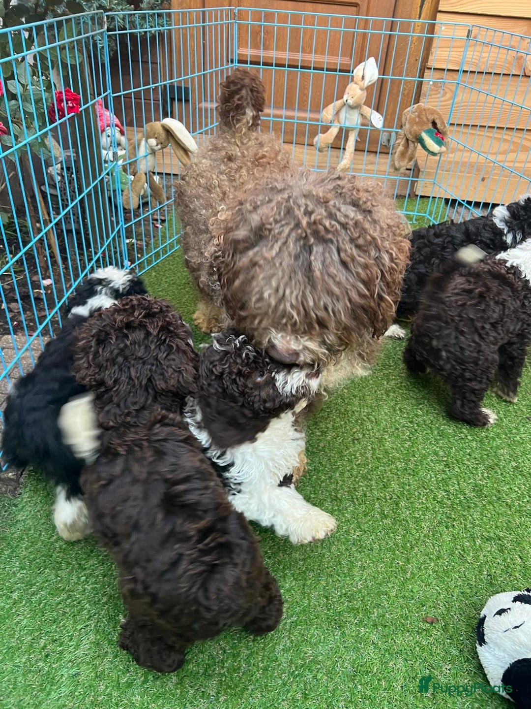 Spaanse Waterhond honden te koop: Spaanse Waterhond pups - Afbeelding 2