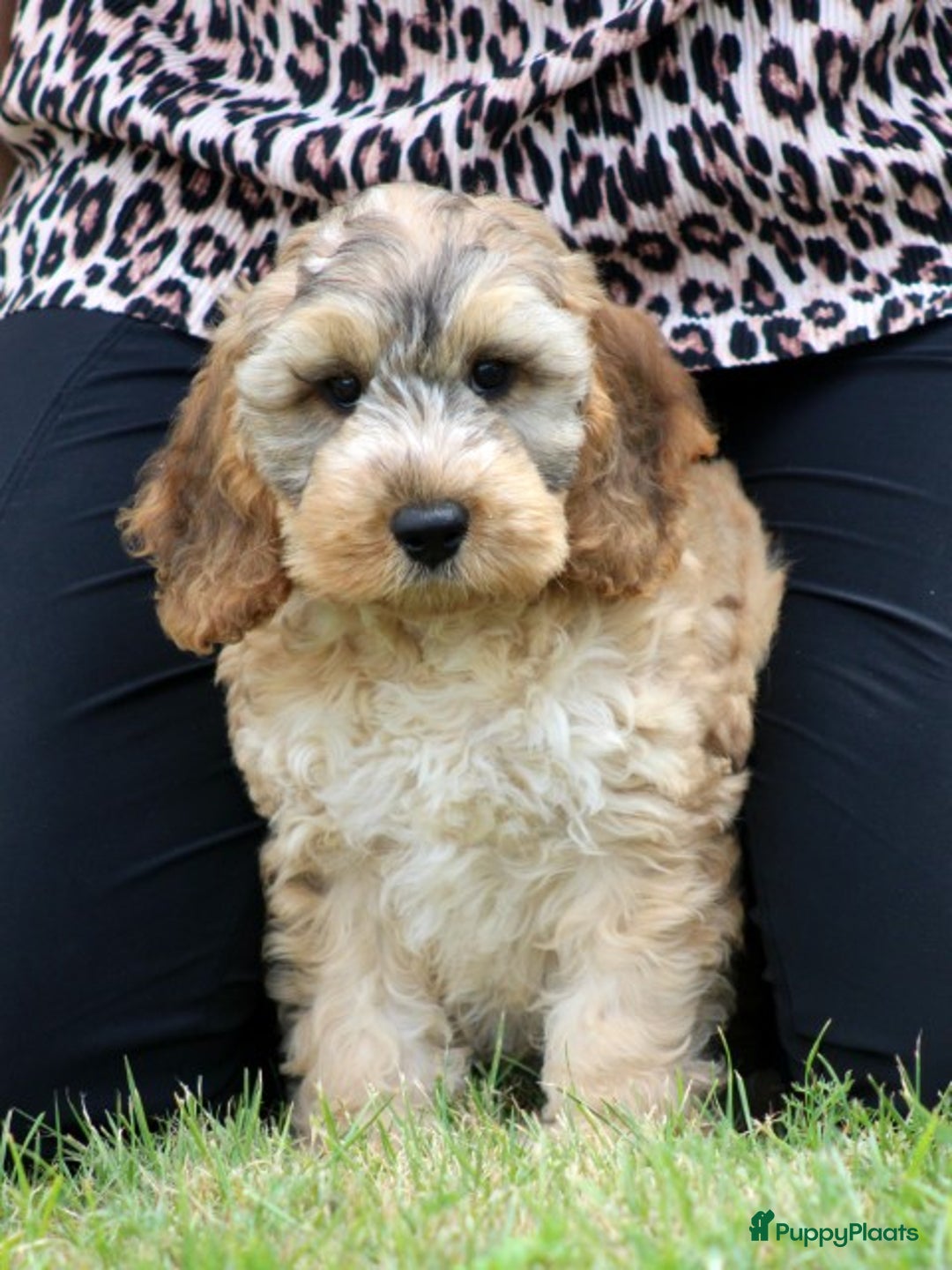 Cockapoo honden te koop: Cockapoo pups - Afbeelding 13