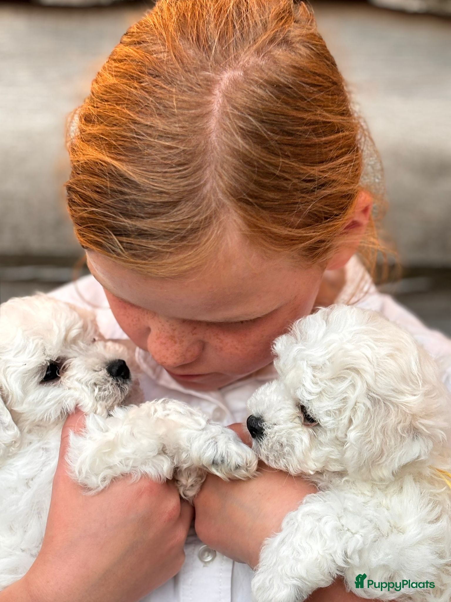 Bolognezer honden Super mooie bolognezer pupjes met stamboom - Advertentie 2