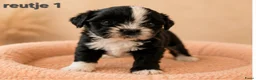 Boomer honden te koop: Super mooi gezonde boomer pups. Shi tzu X Maltezer - Advertentie 14