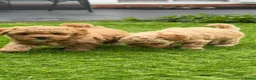 Poedel Toy honden te koop: 5 prachtige toy poedel reutjes  - Advertentie 22