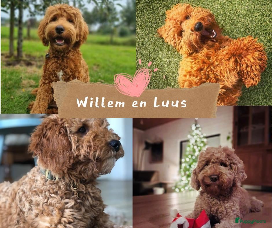Australian Labradoodle honden  Australiën Labradoodle (medium) pups - Advertentie 1