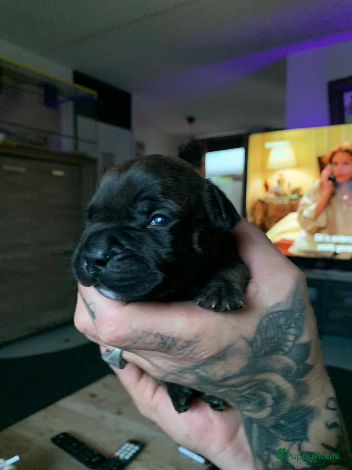 Kruising honden Mooie kruising fransebull / Americanbull - Advertentie 1