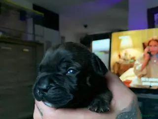 Kruising honden Mooie kruising fransebull / Americanbull - Advertentie 6