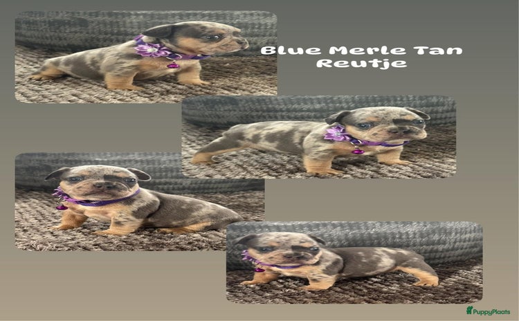 Franse Bulldog honden - Advertentie 2