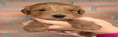 Labradoodle 6