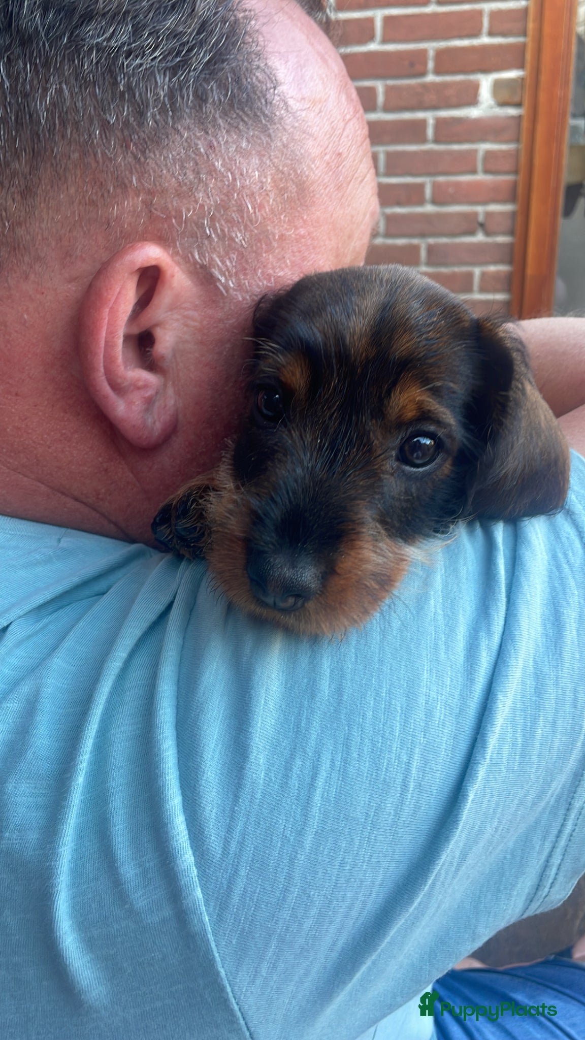 Ruwhaar Teckel honden Ruwharige Teckel pups (standaard) te koop - Advertentie 1
