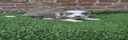 Kruising honden te koop: Knappe lilac border collies - Advertentie 14