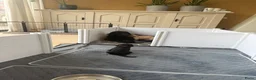 Australian Labradoodle honden te koop: (Australian) Labradoodle pups - Advertentie 8