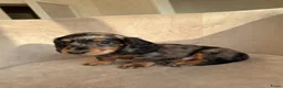 Teckel (korthaar)  honden te koop: Kortharige kaninchen teckel pups - Advertentie 4