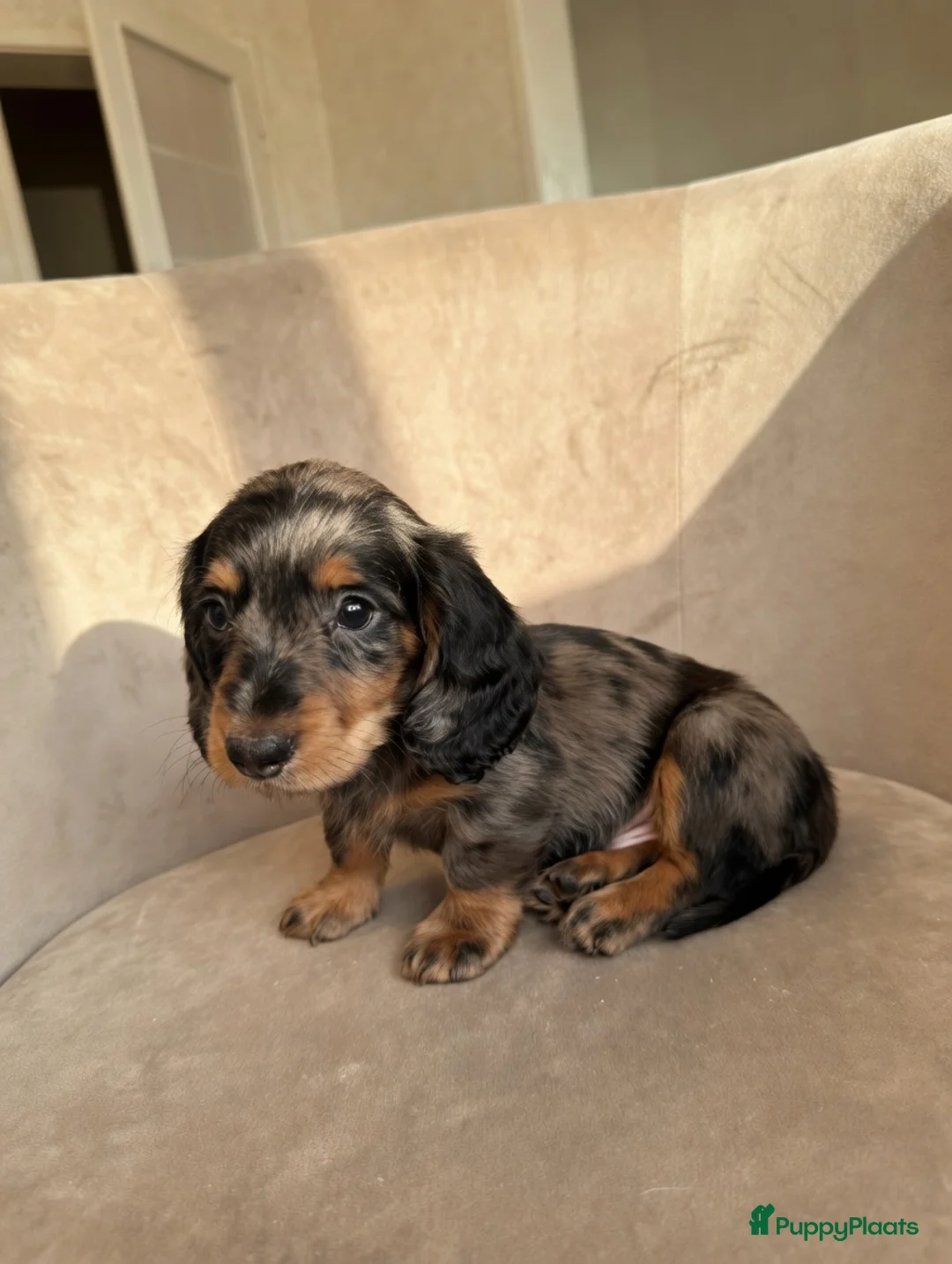 Teckel (korthaar)  honden te koop: Kortharige kaninchen teckel pups - Advertentie 4