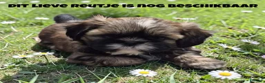 Shih Tzu 1