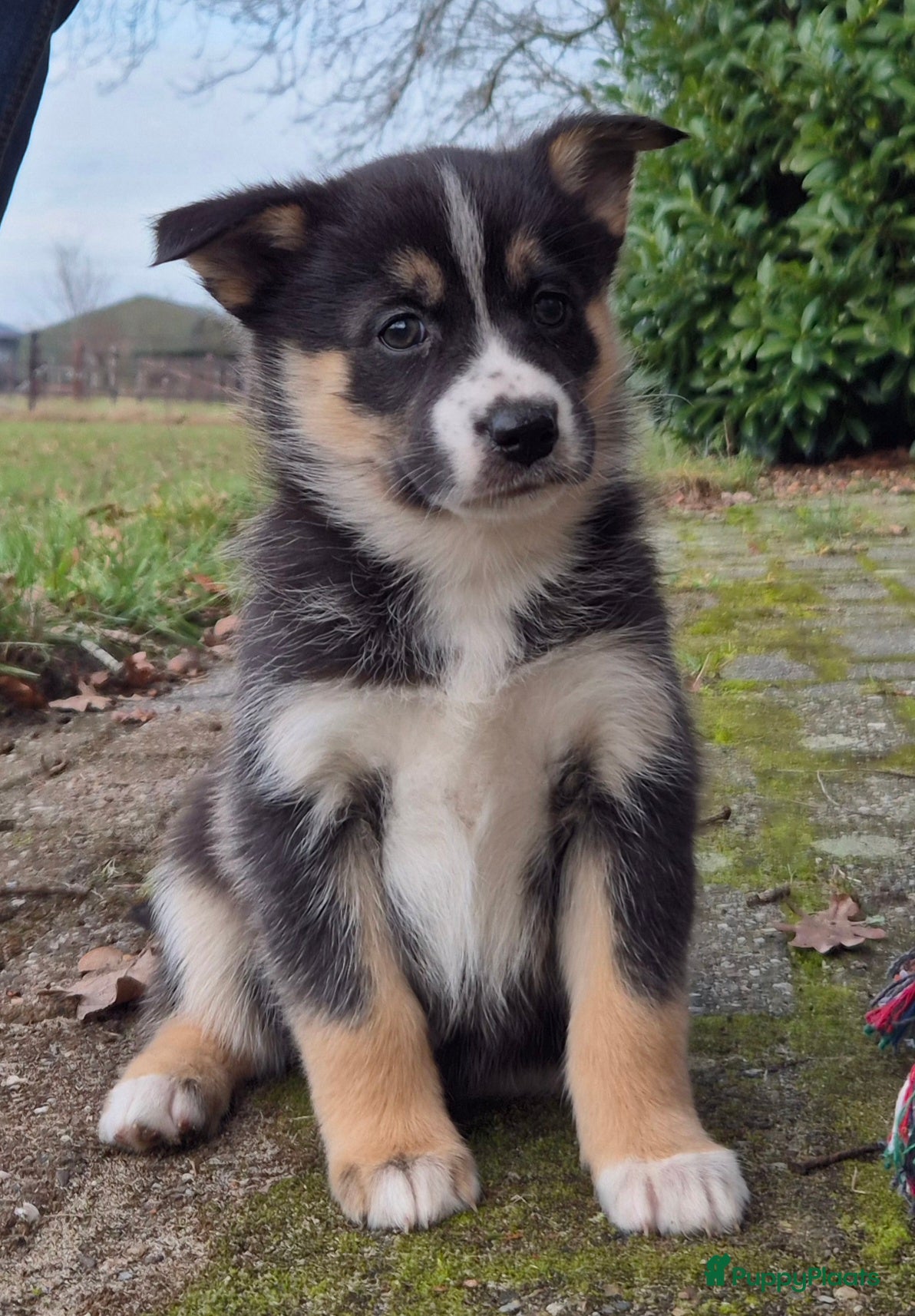 Kruising honden Australian shepherd x Pomsky (mini-aussie) - Advertentie 2