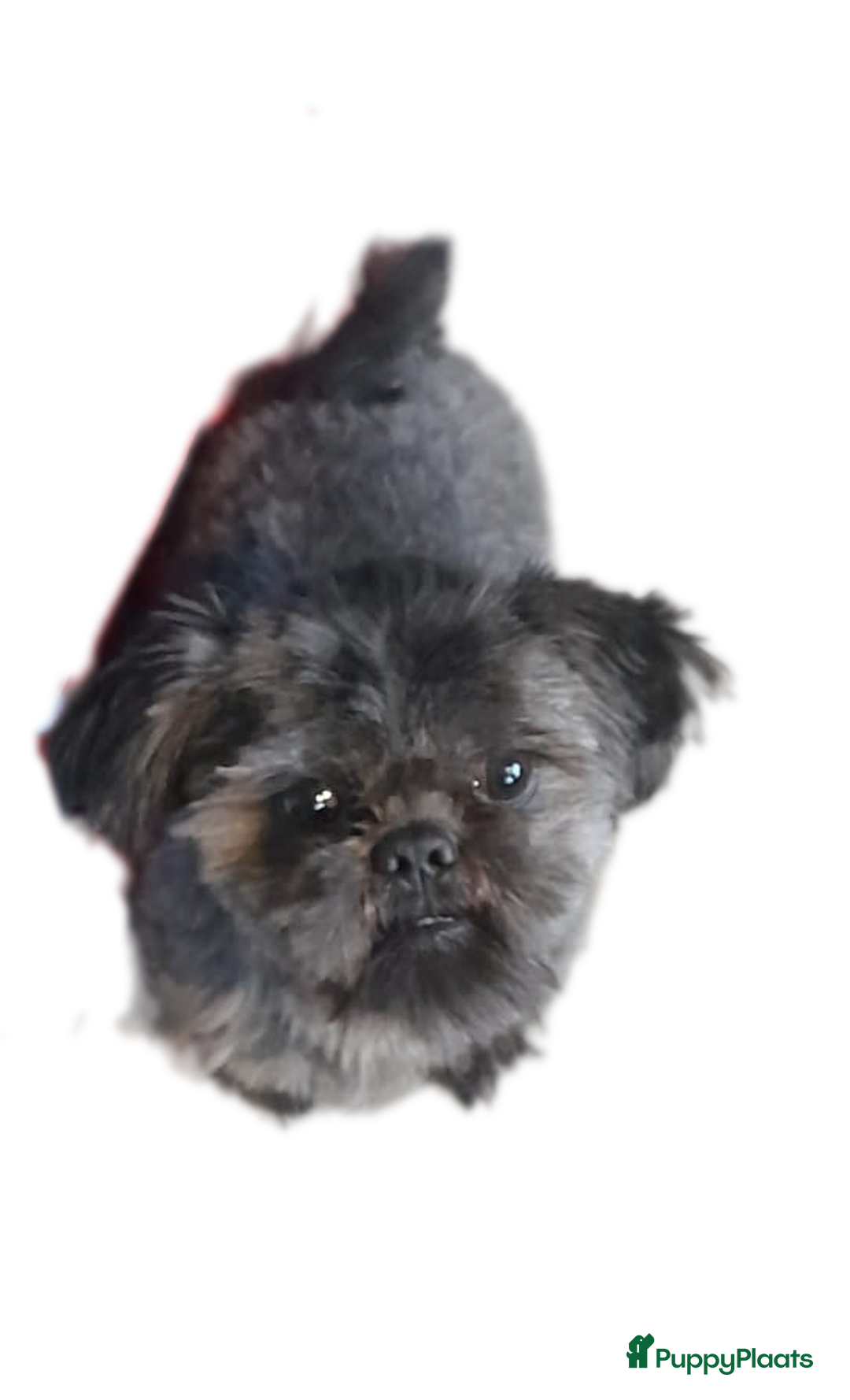 Kruising honden te koop: mooie pups tekoop kruissing klein blijvend - Advertentie 6