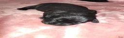 Labrador Retriever honden te koop: labrador pups, 5 teefjes en 3 reutjes beschikbaar. - Advertentie 8