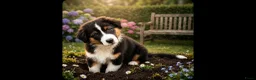Australian Shepherd honden te koop: Prachtige Australian Shepherd pups - Advertentie 5