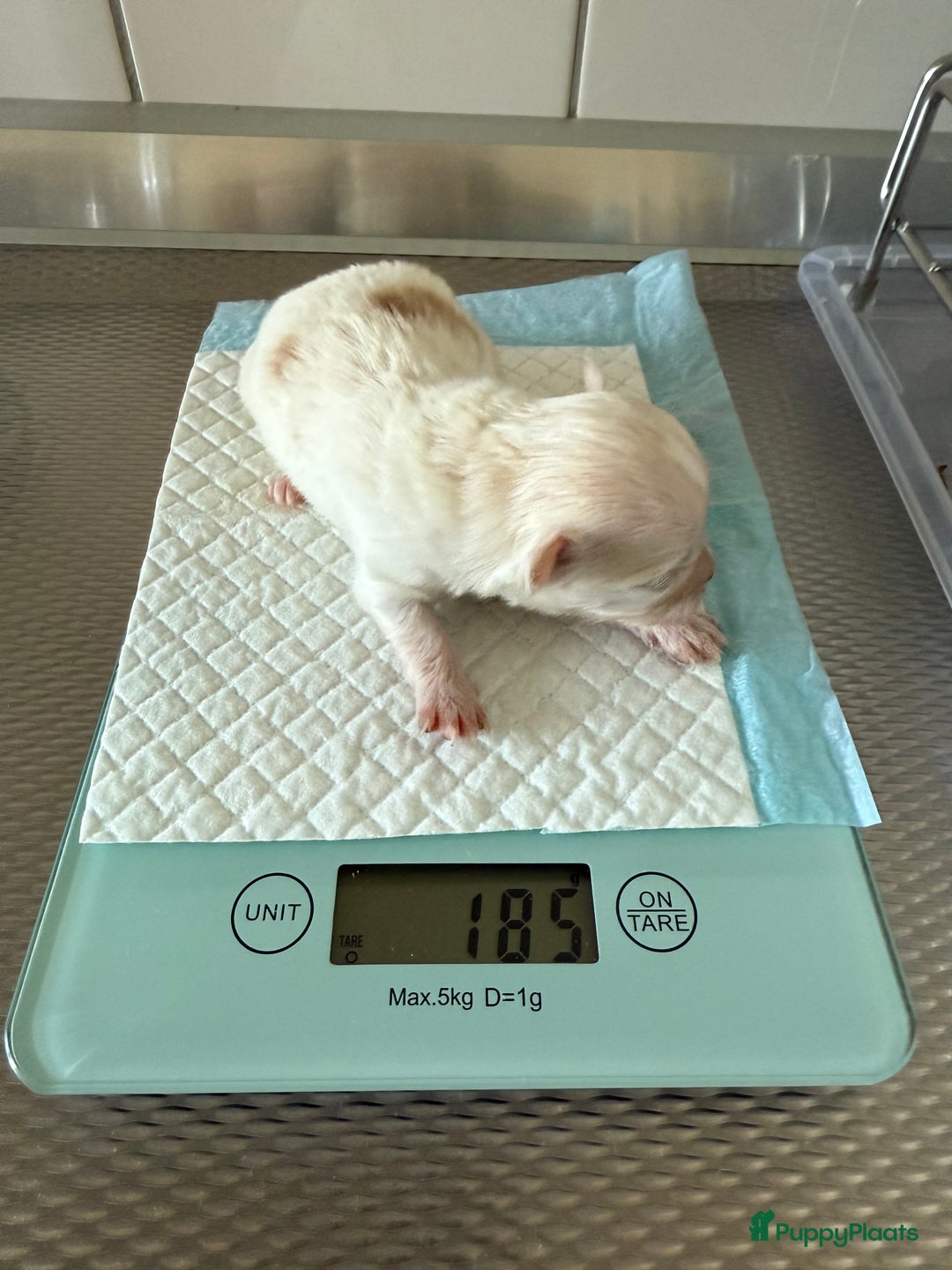 Chihuahua honden te koop: Chihuahuas pups - Advertentie 10