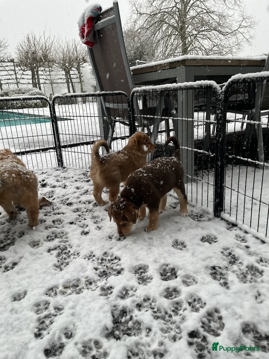 Kruising honden te koop: 🐾 Lieve, sociale pups zoeken hun gouden mandje 🐾 - Advertentie 8