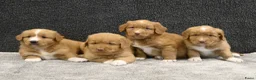 Nova Scotia Duck Tolling Retriever honden te koop: Nova Scotia Duck Tolling Retriever pups # Toller - Advertentie 2