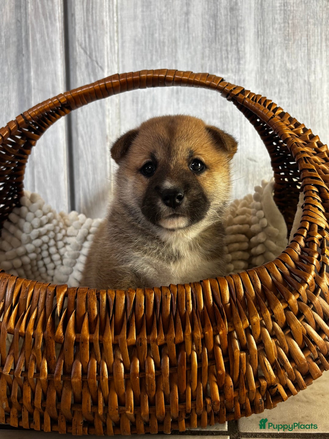 Galerij afbeelding {{count}}