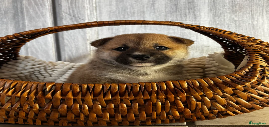 Galerij afbeelding {{count}}