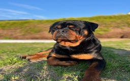 Rottweiler honden ter dekking: Lieve rottweiler reu met FCI STAMBOOM - Afbeelding 1