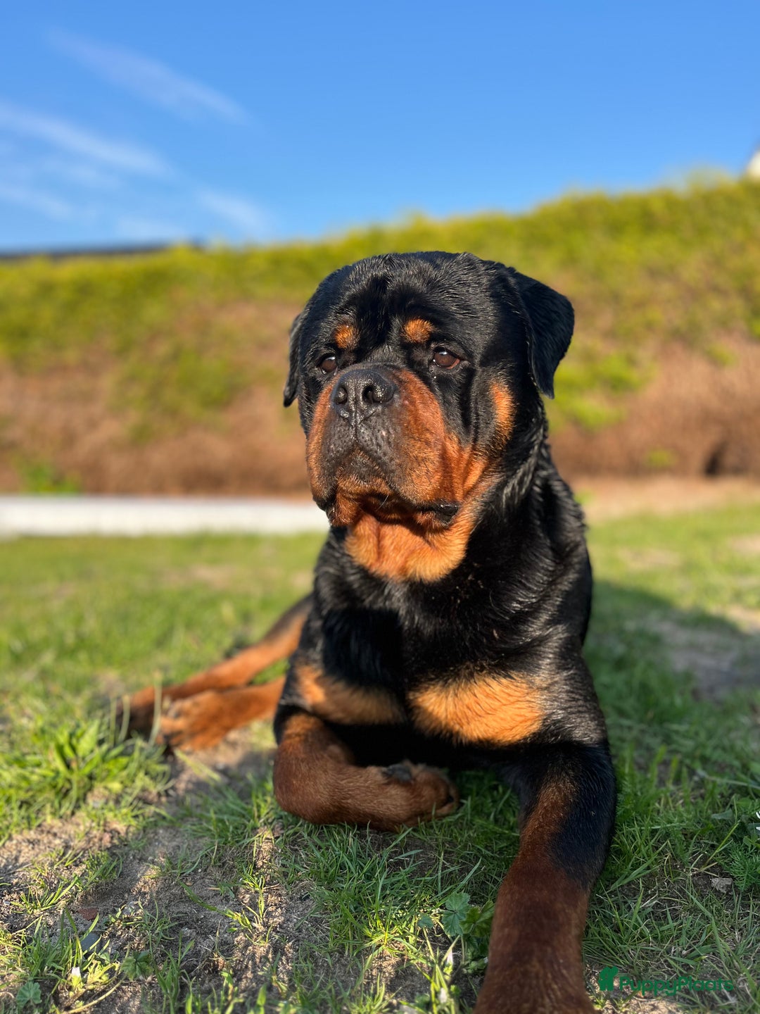 Rottweiler honden ter dekking: Lieve rottweiler reu met FCI STAMBOOM - Afbeelding 1