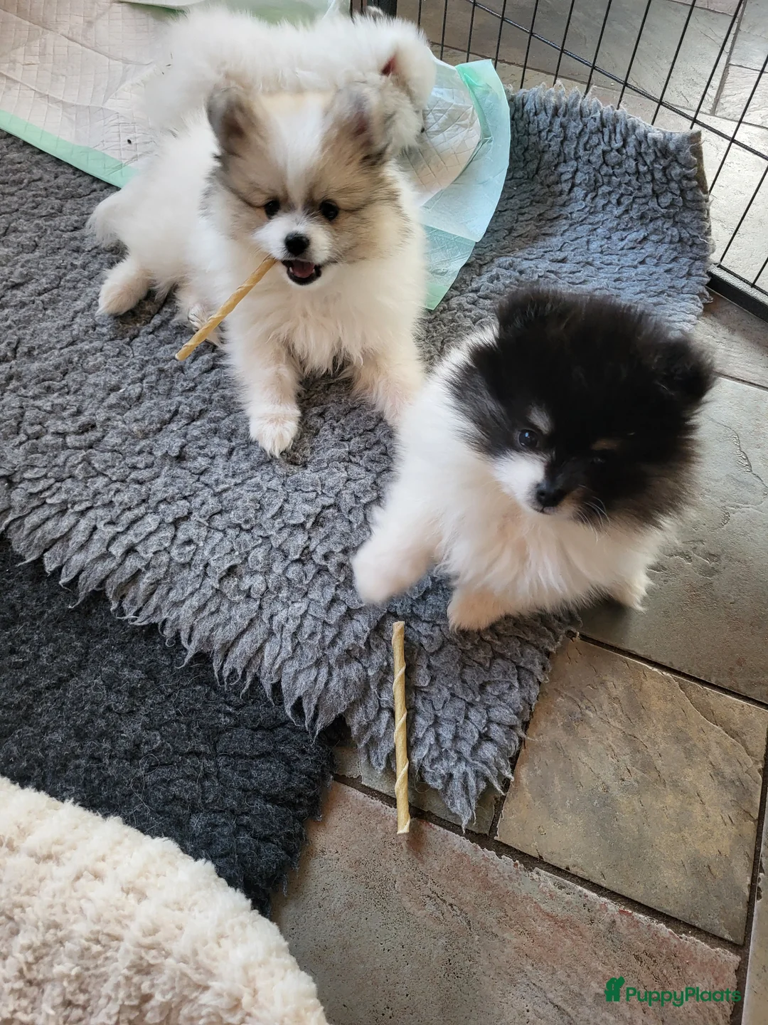 Pomeriaan honden te koop: Twee geweldige pomeriaanpups - Advertentie 3