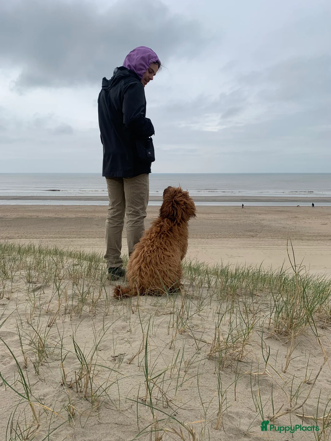 Australian Labradoodle honden ter dekking: Australian Labradoodle dekreu – volledig getest - Advertentie 25