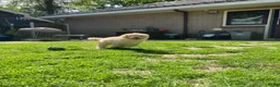 Australian Labradoodle honden te koop: Schitterende labradoodles - Advertentie 17