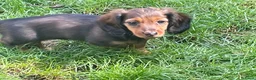 Teckel (langhaar) honden te koop: Teckel pups langhaar kleine dwerg - Advertentie 4