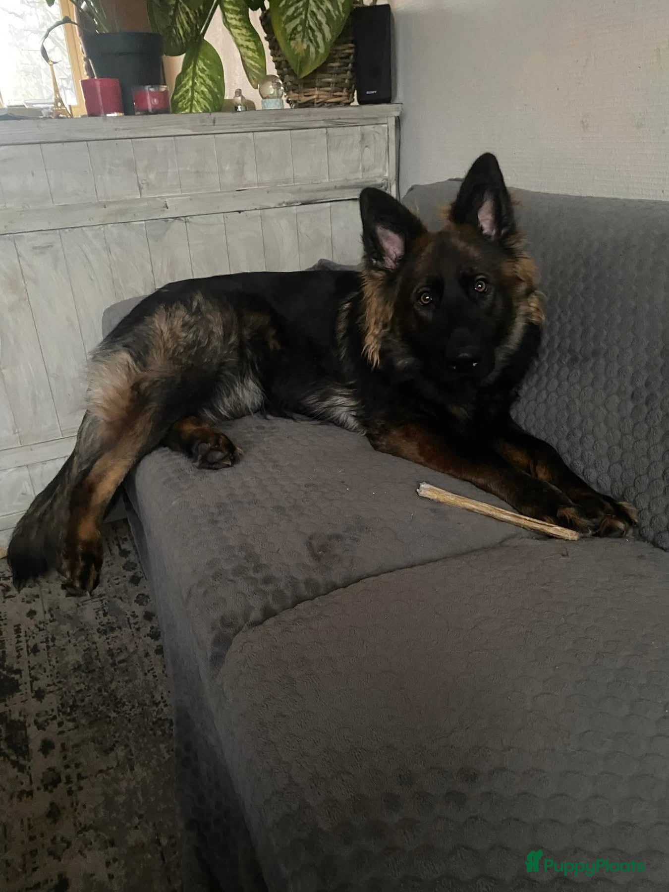 Duitse Herder honden Duitse Herder Langstokhaar zoekt een nieuwe thuis  - Advertentie 2