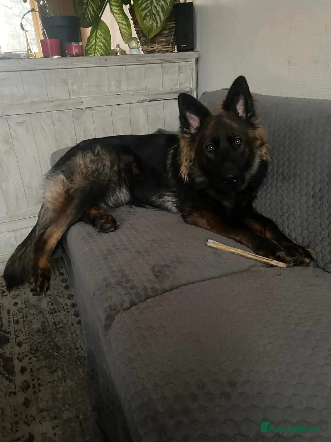 Duitse Herder honden ter adoptie: Duitse Herder Langstokhaar zoekt een nieuwe thuis  - Advertentie 2