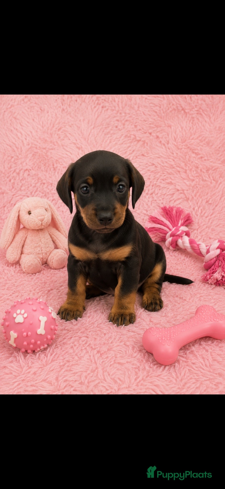 Kruising honden Kanichen pups - Advertentie 2