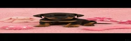 Kruising honden te koop: Kanichen pups - Advertentie 1