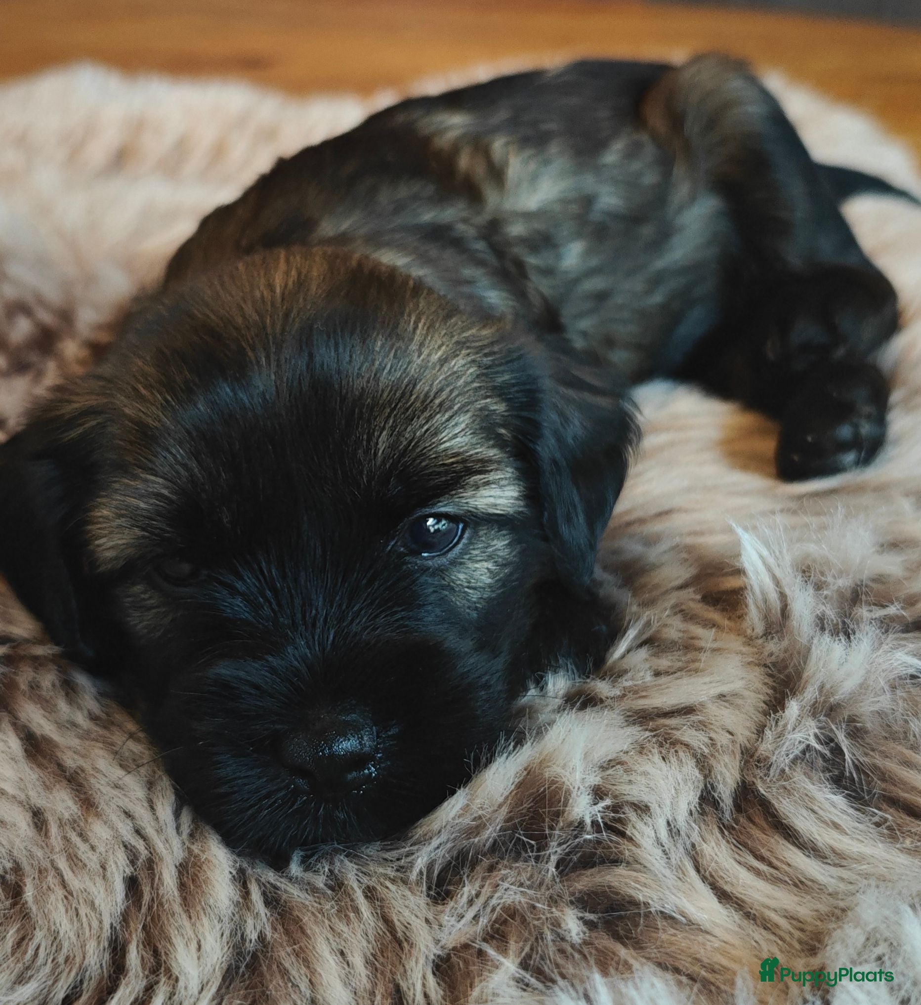 Tibetaanse Terriër honden te koop: Raszuivere Tibetaanse Terriër pups  - Advertentie 1