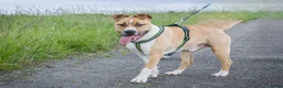 American Staffordshire Terriër honden te koop: Kay - 9 maanden American Staffordshire Terrier FCI - Advertentie 1
