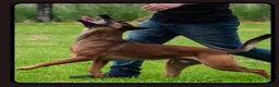 Kruising honden te koop: Mechels teefje voor passend (sport)huis in Sint-Michielsgestel - Advertentie 4